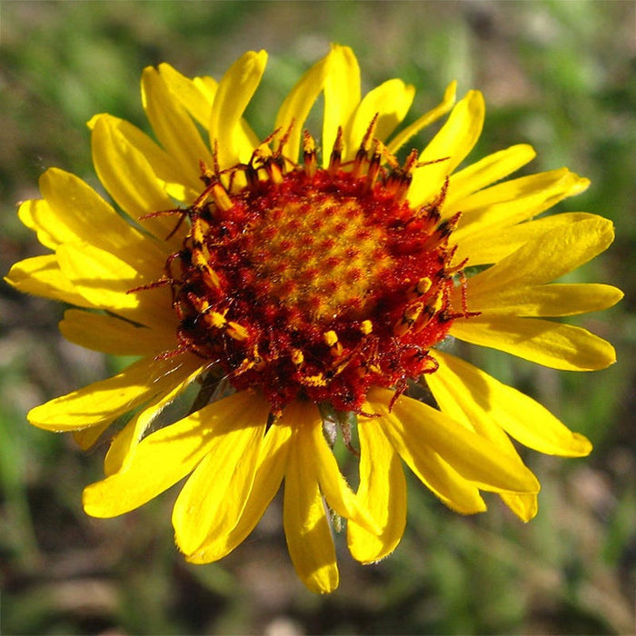 Red Dome Blanketflower Seeds|Red Dome Blanketflower