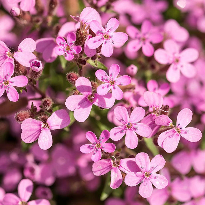 Rock Soapwort|Rock Soapwort