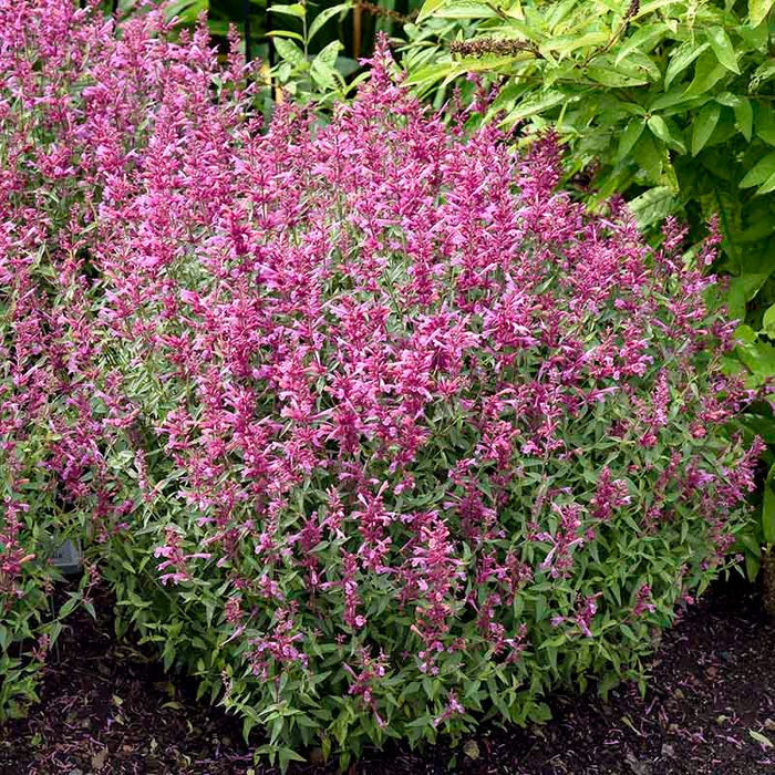 Rosie Posie Agastache|Rosie Posie Agastache, Photo courtesy of Walter's Gardens, Inc.