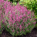Rosie Posie Agastache|Rosie Posie Agastache, Photo courtesy of Walter's Gardens, Inc.