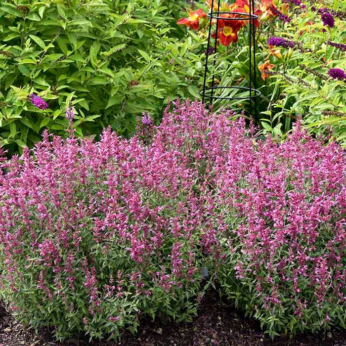 Rosie Posie Agastache|Rosie Posie Agastache, Photo courtesy of Walter's Gardens, Inc.