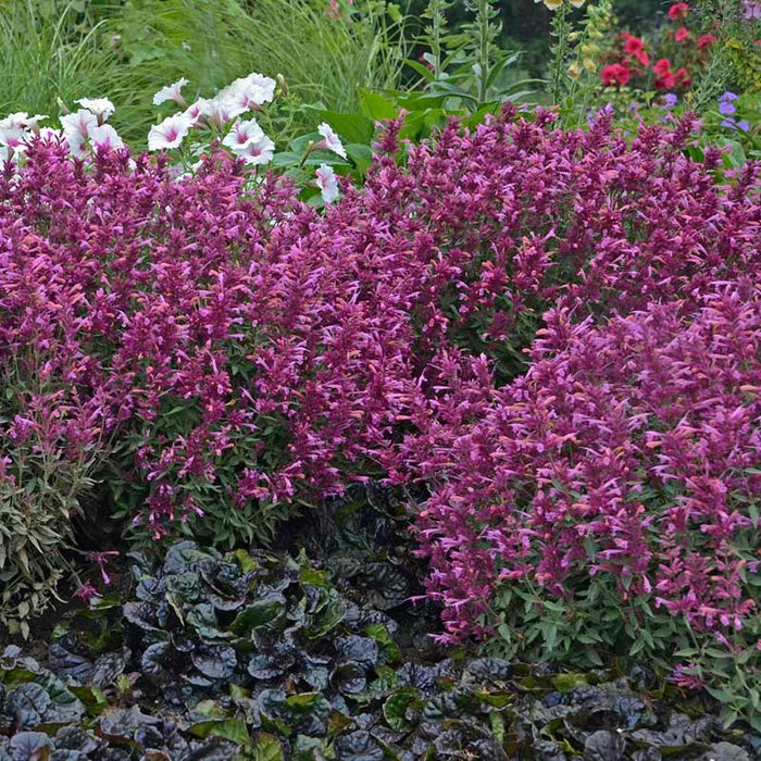 Rosie Posie Agastache|Rosie Posie Agastache, Photo courtesy of Walter's Gardens, Inc.
