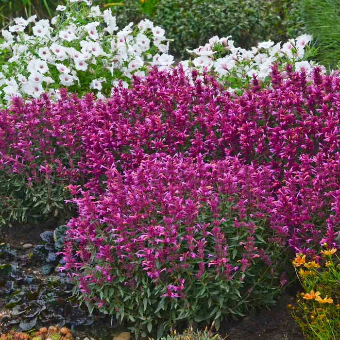 Rosie Posie Agastache|Rosie Posie Agastache, Photo courtesy of Walter's Gardens, Inc.