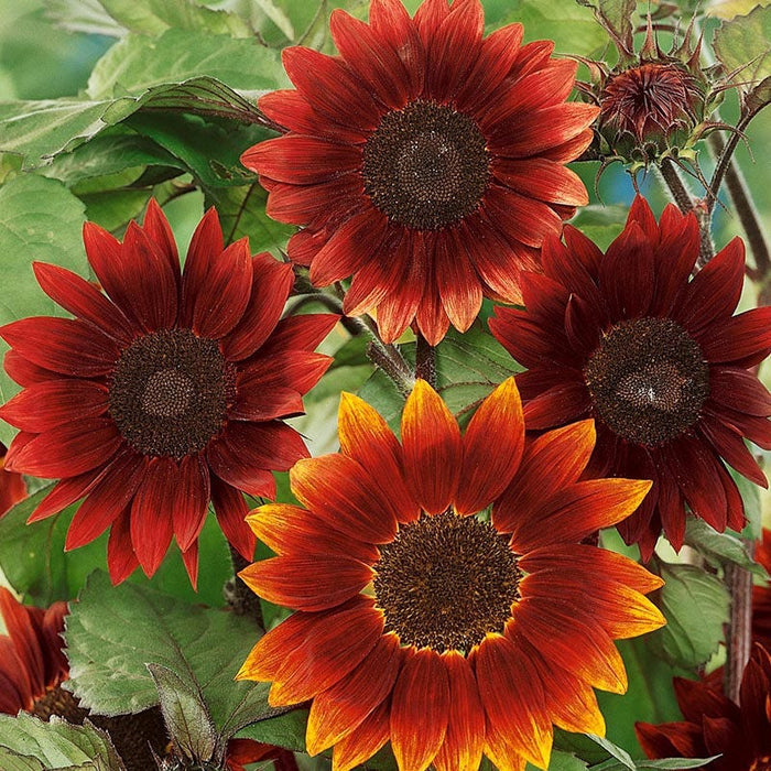 Rouge Royale Sunflower Seeds|Sunflower Seeds Rouge Royale, Helianthus annus Rouge Royale
