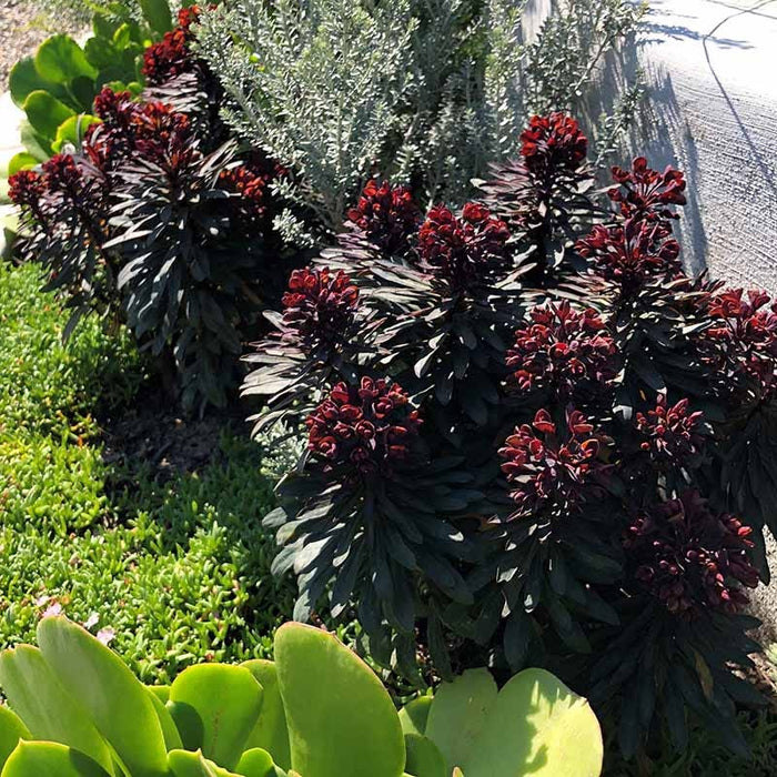 SAHARA™ Blackbird Euphorbia|SAHARA™ Blackbird Euphorbia