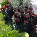 SAHARA™ Blackbird Euphorbia|SAHARA™ Blackbird Euphorbia