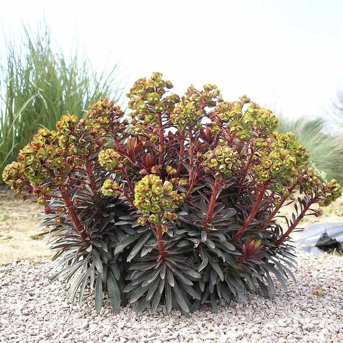 SAHARA™ Blackbird Euphorbia|SAHARA™ Blackbird Euphorbia