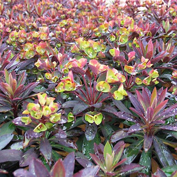 SAHARA™ Blackbird Euphorbia|SAHARA™ Blackbird Euphorbia