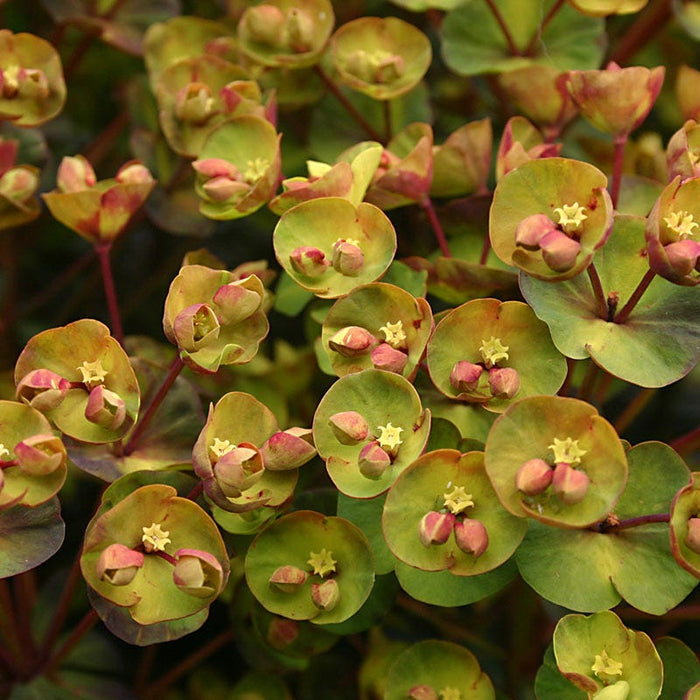 SAHARA™ Blackbird Euphorbia|SAHARA™ Blackbird Euphorbia