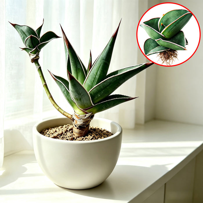 Samurai Dwarf Snake Plant – Sansevieria ‘Samurai Dwarf’, Compact Indoor Plant