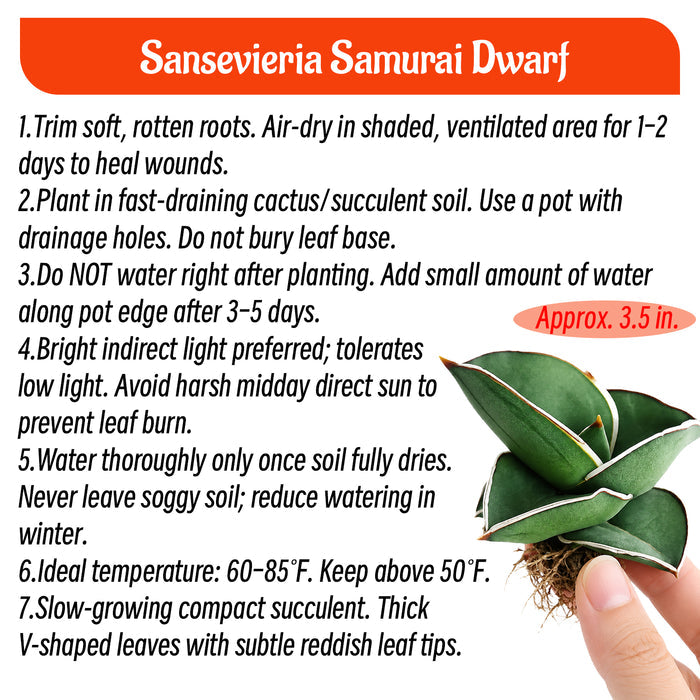 Samurai Dwarf Snake Plant – Sansevieria ‘Samurai Dwarf’, Compact Indoor Plant