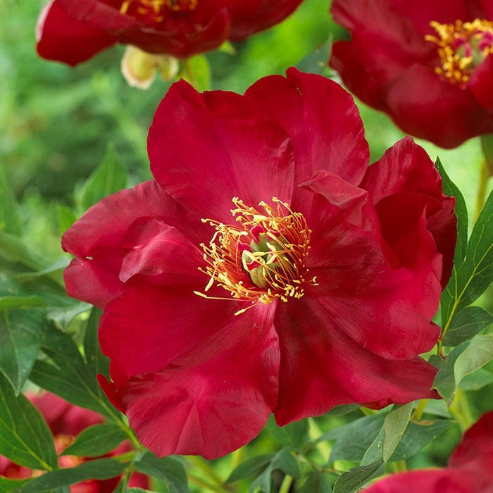 Scarlet Heaven Itoh Peony|Red Itoh Peony Scarlet Heaven, Paeonia Itoh