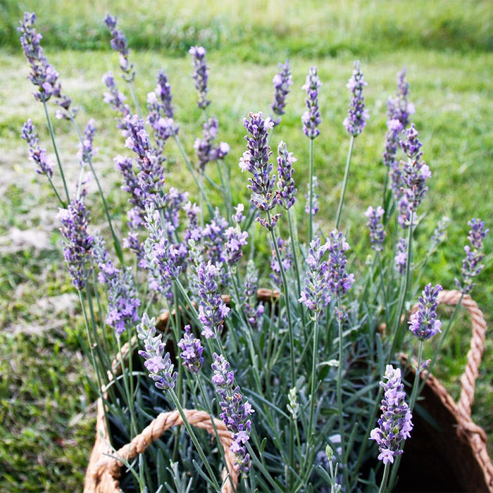 Sensational!™ Lavender|Sensational!™ Lavender, Lavandula x intermedia Sensational!™ harvested in a baskest