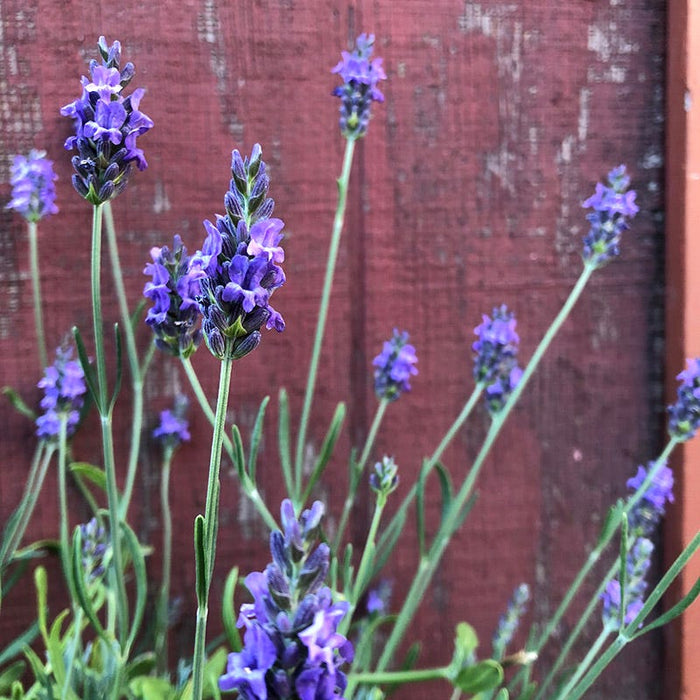 Sensational!™ Lavender|Sensational!™ Lavender, Lavandula x intermedia Sensational!™ with purple flowers