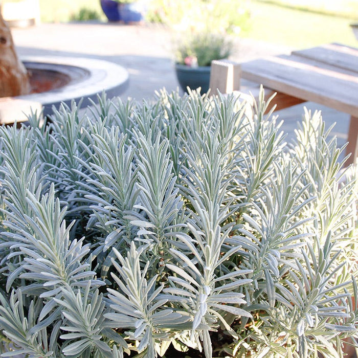 Sensational!™ Lavender|Sensational!™ Lavender, Lavandula x intermedia Sensational!™ silverly foliage