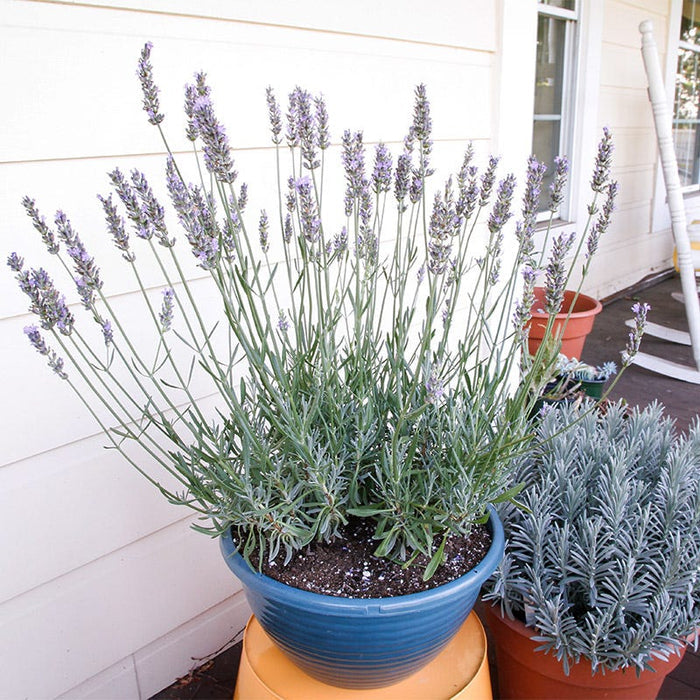Sensational!™ Lavender|Sensational!™ Lavender, Lavandula x intermedia Sensational!™ in a container