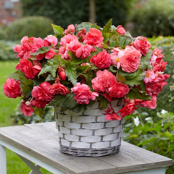 Shade Porch Pink Bulb Collection|Pink Delight Fragrant Begonia
