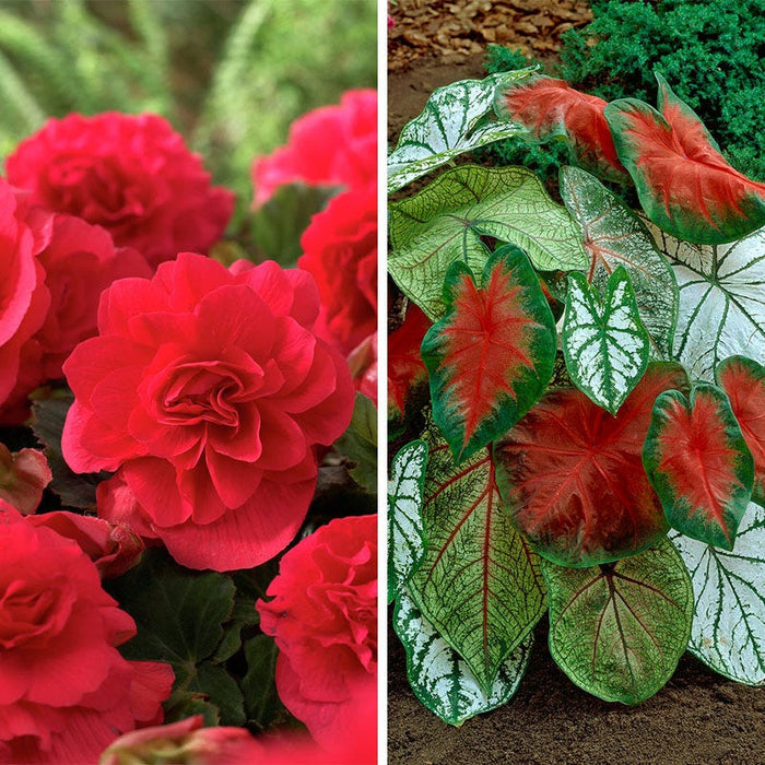 Shade Porch Red Bulb Collection|Shade Porch Red Collection