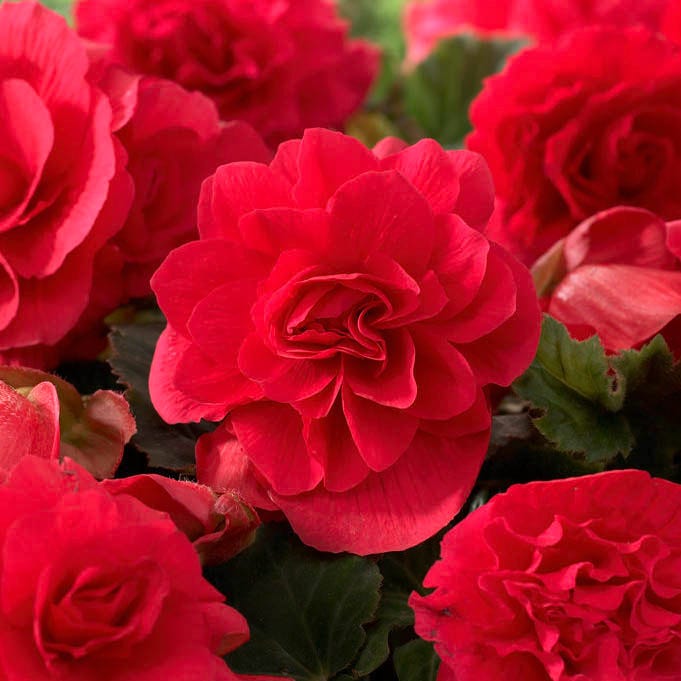 Shade Porch Red Bulb Collection|Double Scarlet Begonia