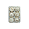Shell Magnet Set of 6 on Card - Madison's Niche