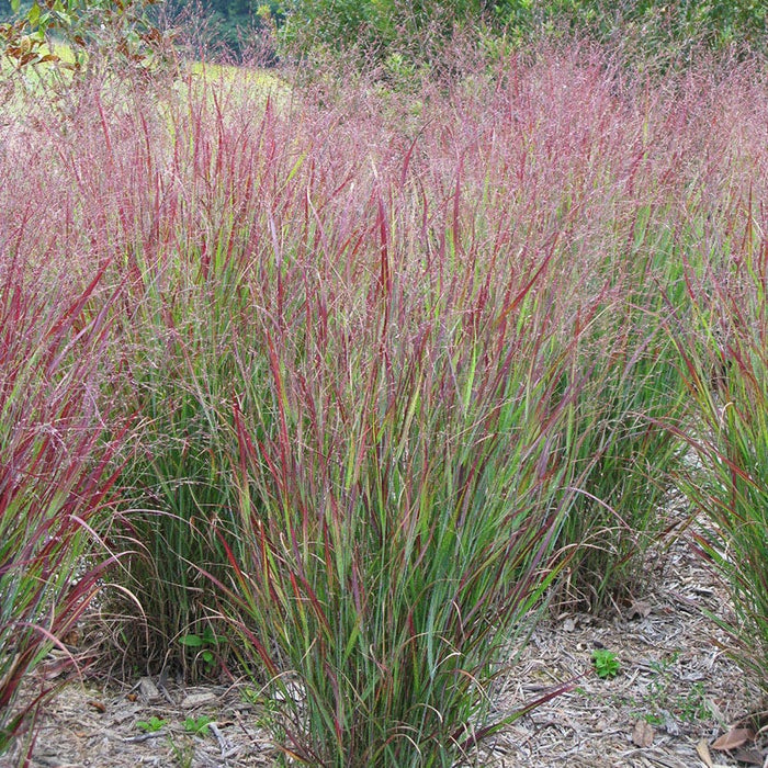 Shenandoah Red Switchgrass|Red Switch Grass Shenandoah, Panicum virgatum, Red Switchgrass, photo courtesy of Hoffman Nursey, Inc.