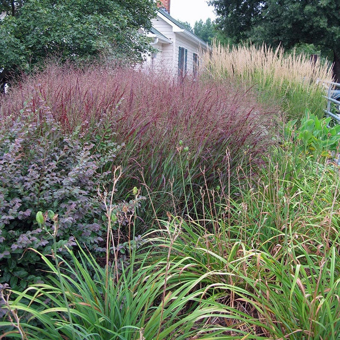 Shenandoah Red Switchgrass|Red Switch Grass Shenandoah, Panicum virgatum, Red Switchgrass, photo courtesy of Hoffman Nursey, Inc.