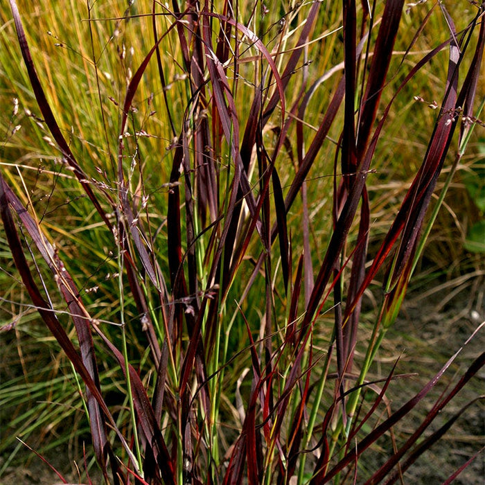 Shenandoah Red Switchgrass|Red Switch Grass Shenandoah, Panicum virgatum, Red Switchgrass