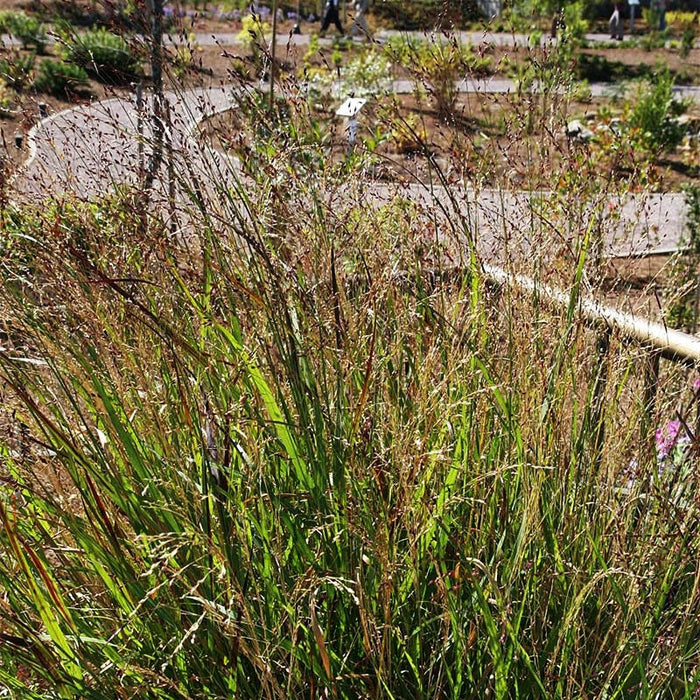 Shenandoah Red Switchgrass|Red Switch Grass Shenandoah, Panicum virgatum, Red Switchgrass, Photo by David J. Stang [CC BY-SA 4.0 (https://creativecommons.org/licenses/by-sa/4.0)]