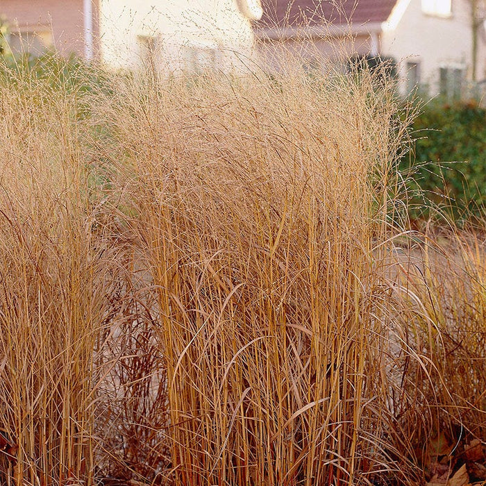 Shenandoah Red Switchgrass|Red Switch Grass Shenandoah, Panicum virgatum, Red Switchgrass in the fall garden