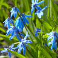 Siberian Squill|Blue Siberian Squill Bulbs, Scilla siberica, Siberian Squill
