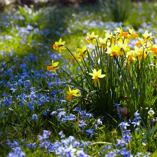 Siberian Squill|Blue Siberian Squill Bulbs, Scilla siberica, Siberian Squill with daffodils
