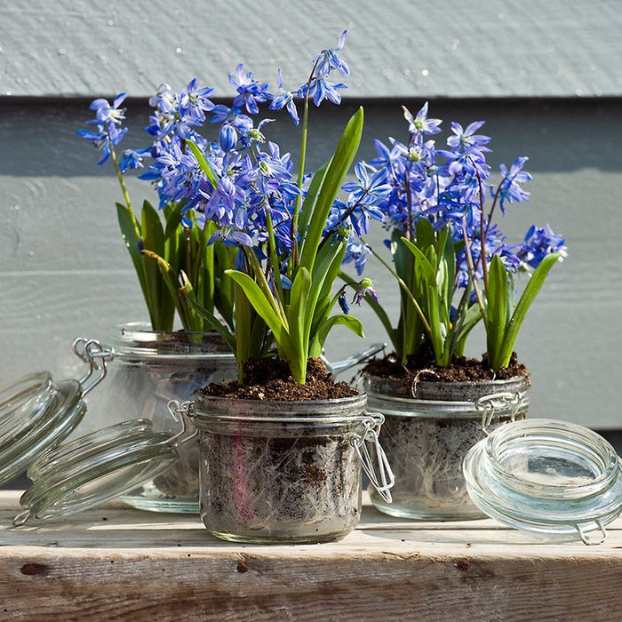 Siberian Squill|Blue Siberian Squill Bulbs, Scilla siberica, Siberian Squill growing in containers