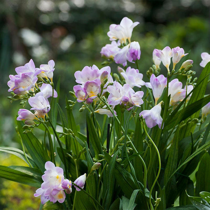 Single Blue Freesia|Single Blue Freesia