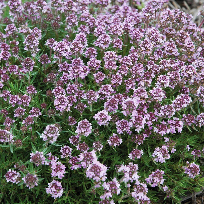 Spicy Orange Creeping Thyme|Spicy Orange Creeping Thyme, Thymus citriodorus Spicy Orange, close up of lavender-pink flower spikes