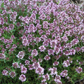 Spicy Orange Creeping Thyme|Spicy Orange Creeping Thyme, Thymus citriodorus Spicy Orange, close up of lavender-pink flower spikes