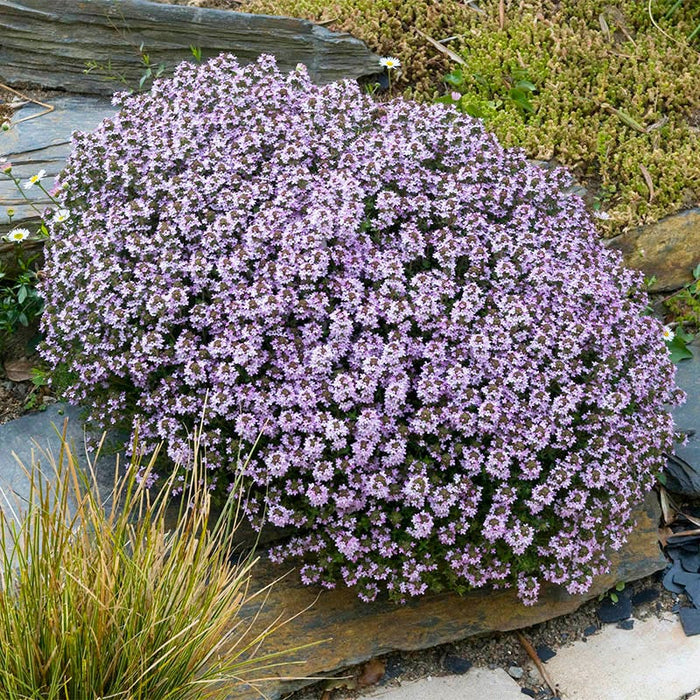 Spicy Orange Creeping Thyme|Spicy Orange Creeping Thyme, Thymus citriodorus Spicy Orange in the garden