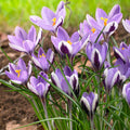 Spring Beauty Snow Crocus|Spring Beauty Crocus, Crocus minimus