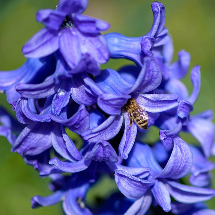 Spring Parade Bulb Collection|Blue Jacket Hyacinth