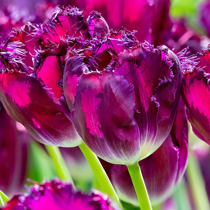 Spring Parade Bulb Collection|Purple Crystal® Fringed Tulip