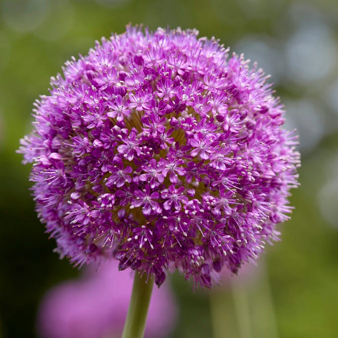 Spring Parade Bulb Collection|Purple Sensation Allium