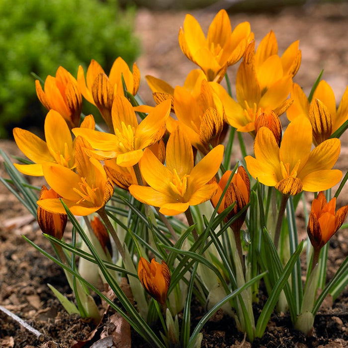 Spring Parade Bulb Collection|Orange Monarch Snow Crocus