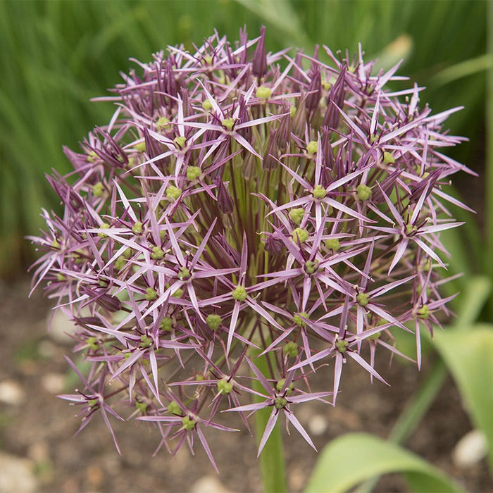Star of Persia Allium|Star of Persia Allium, Allium christophii Star of Persia
