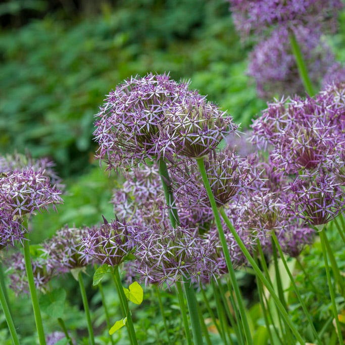 Star of Persia Allium|Star of Persia Allium, Allium christophii Star of Persia