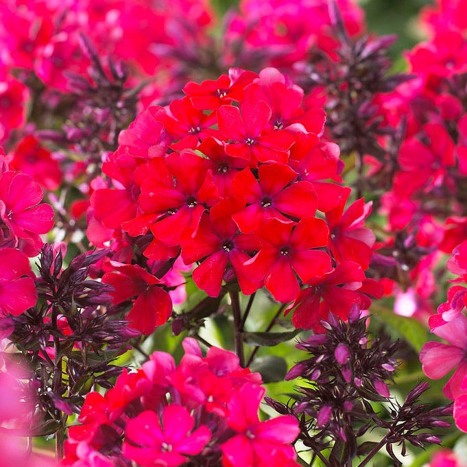Starfire Phlox|Red Phlox Starfire, Phlox paniculata, Garden Phlox