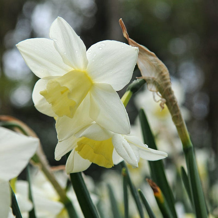 Sailboat Daffodil|Sailboat Daffodil