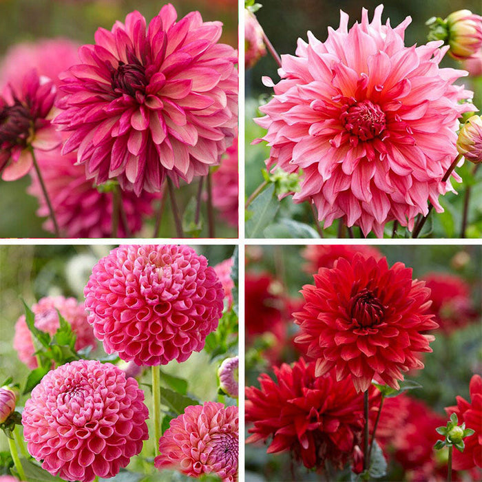 Strawberry Rhubarb Dahlia Collection