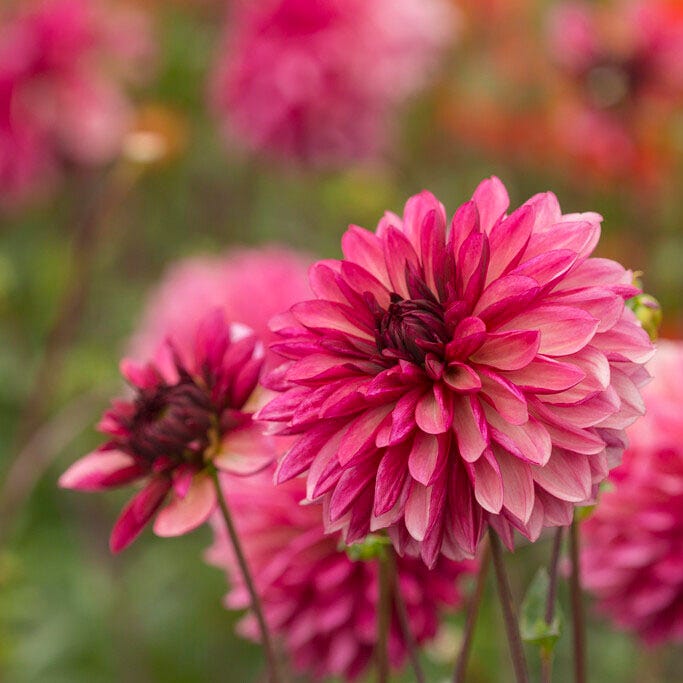 Bacardi Decorative Dahlia|Bacardi Decorative Dahlia flowers in bloom