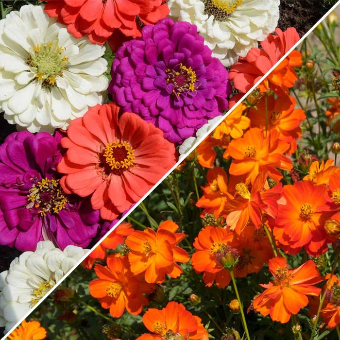 Sulphur Cosmos & Zinnia - Under The Sea Seed Combo|Sulphur Cosmos & Zinnia Seed Combo
