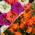 Sulphur Cosmos & Zinnia - Under The Sea Seed Combo|Sulphur Cosmos & Zinnia Seed Combo