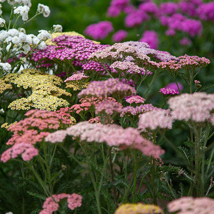 Summer Berries Yarrow|Summer Berries Yarrow, Achillea millefolium Summer Berries
